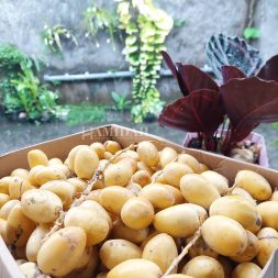 kurma muda promil