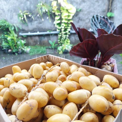 kurma muda promil