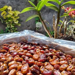 kurma sayer