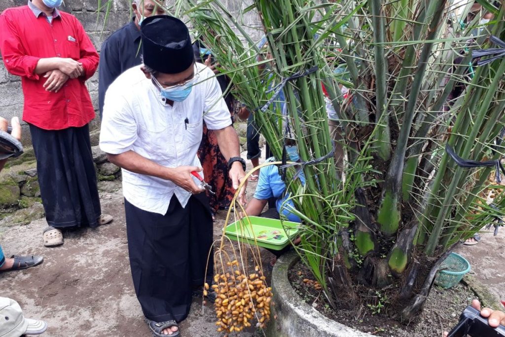 cara tanam pohon kurma