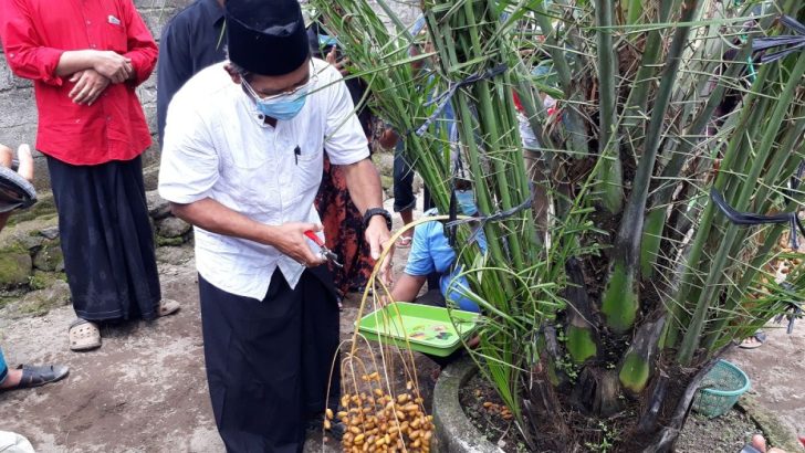 cara tanam pohon kurma